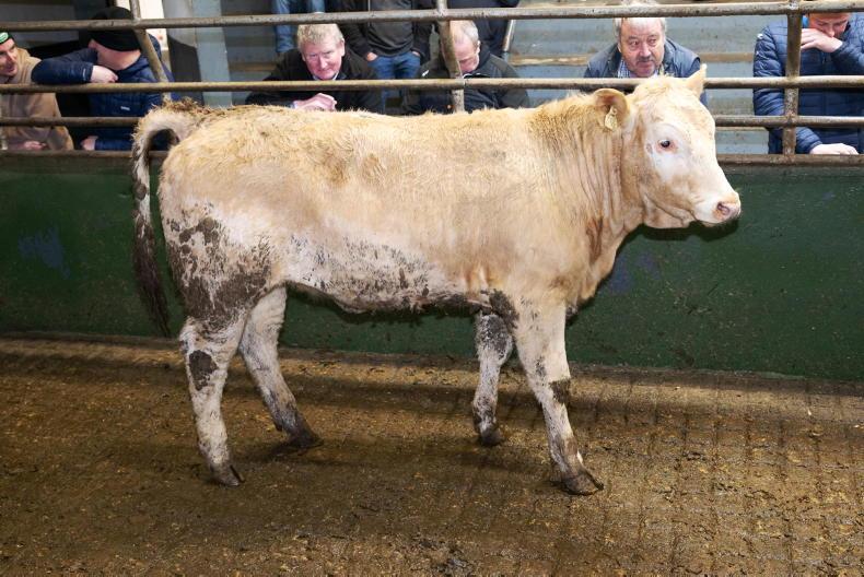 Camera at the Mart: grass buyers active in Raphoe Mart