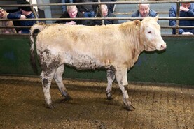 Camera at the Mart: grass buyers active in Raphoe Mart