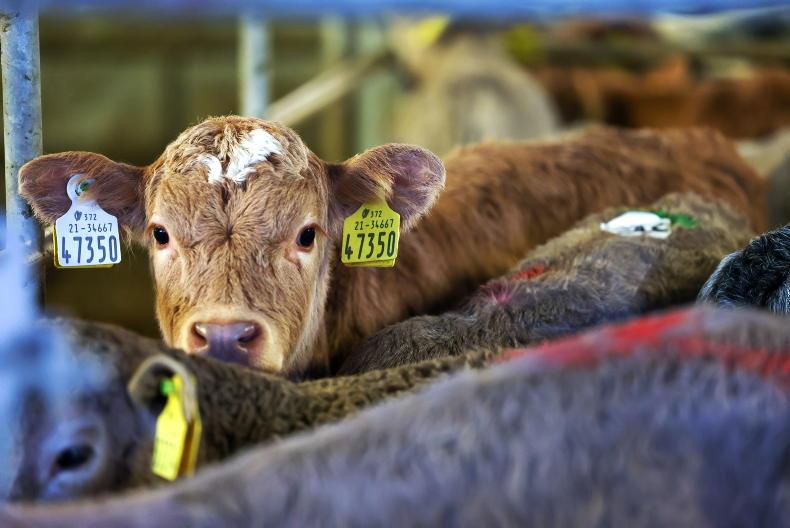 Calf price update: prices back across the board for main breeds