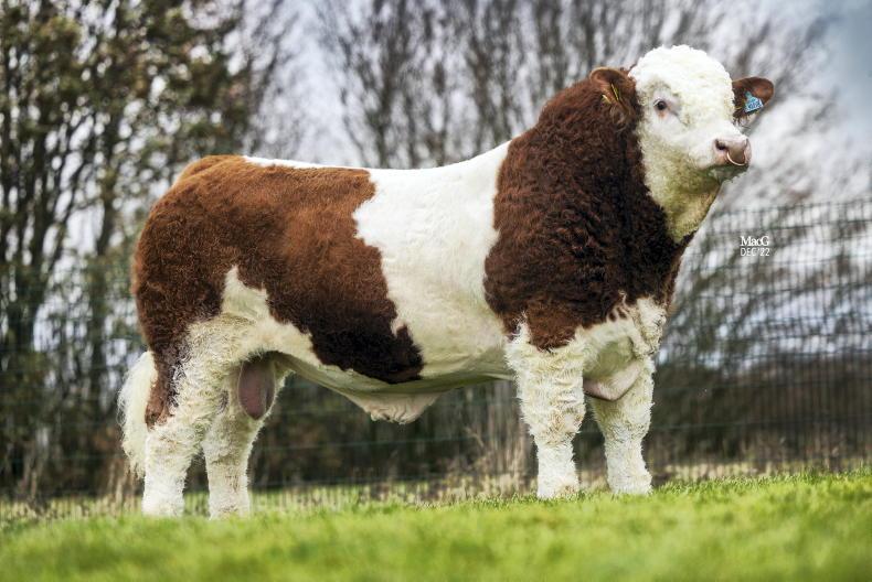 British Simmental Society targets dairy herd with new initiative