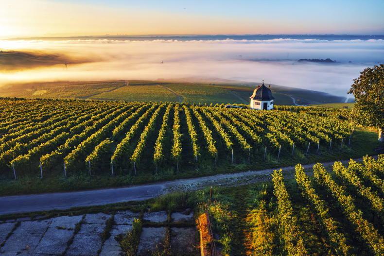 ‘You won’t go wrong with a lively bottle of Riesling’