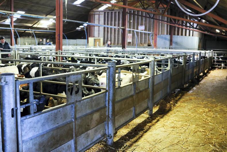 Prices ease amid peak calf sales