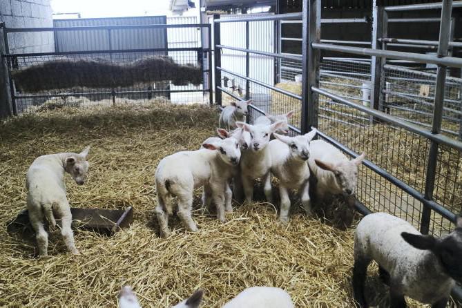 Sheep Management: artificially rearing lambs, creep feeding and milk lambs