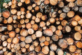 Editorial: need for a balanced forestry programme