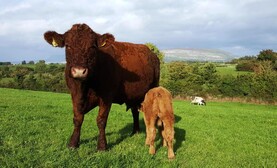 News in-brief from Northern Ireland