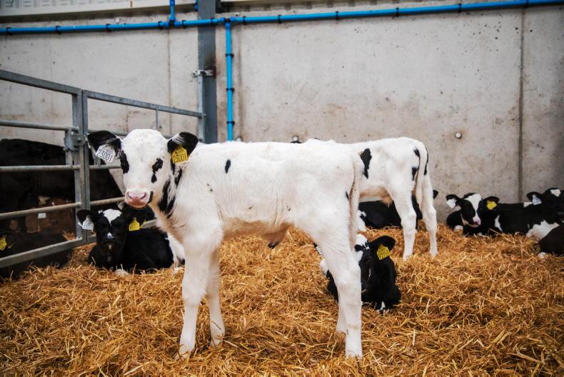 No calf welfare suspensions from SDAS in 2025