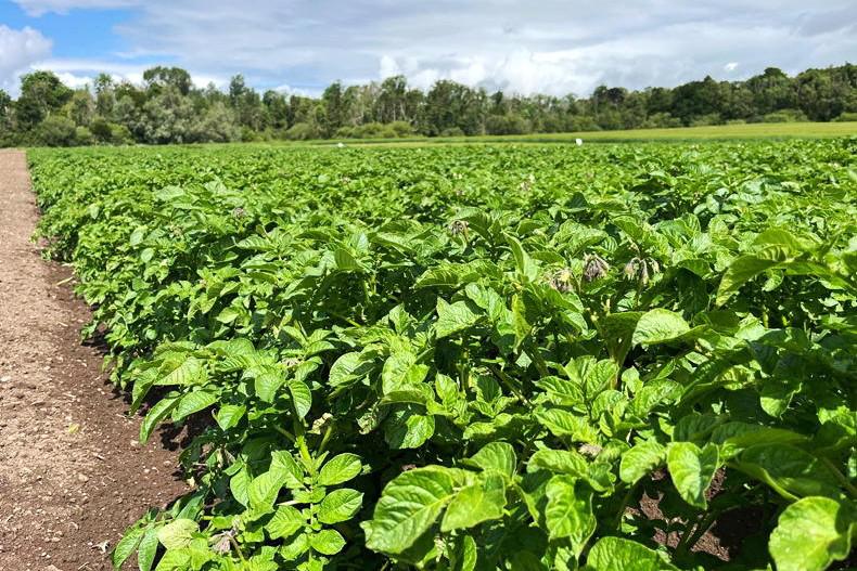 Bear necessity for Indian farmers