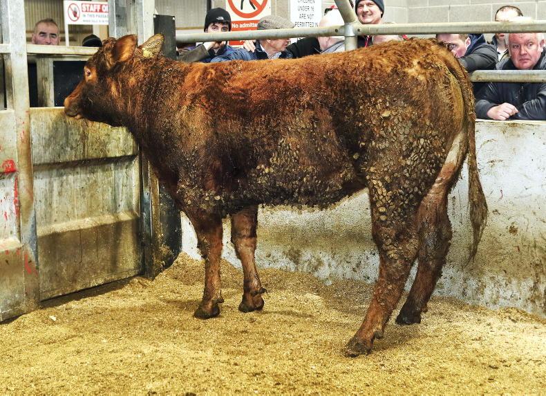 Northern View: beef prices continue to edge down