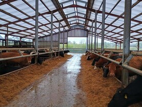 Foyle expanding their suckler cow operation