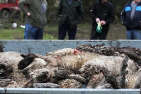 Sheep flock wiped out in dog attack