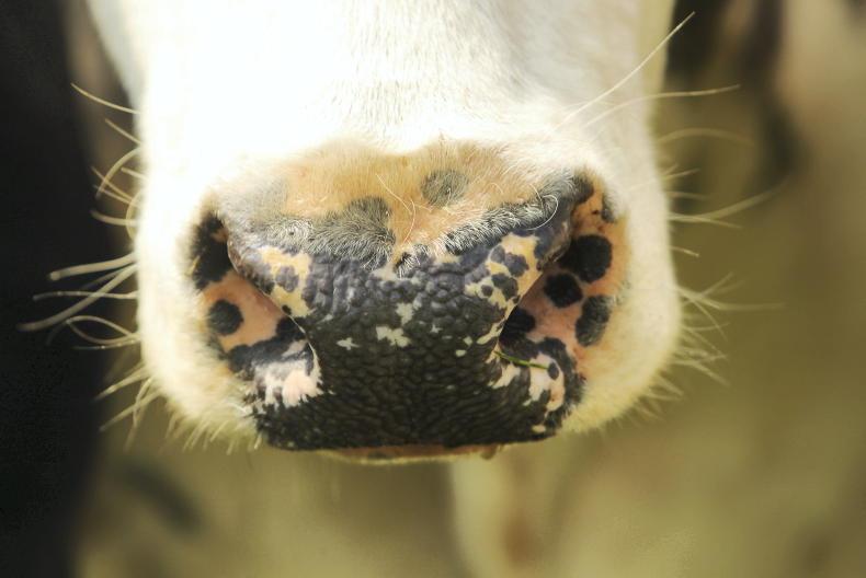 Food-and-mouth disease outbreak in Greece confirmed