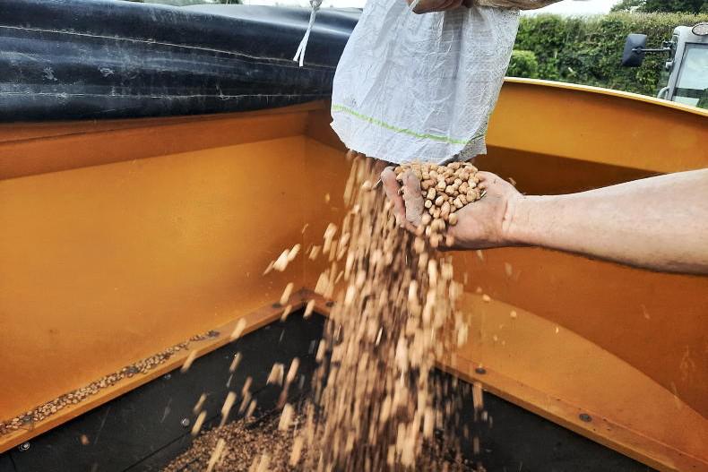 Bean seed in demand, pre-emergence herbicide should be applied