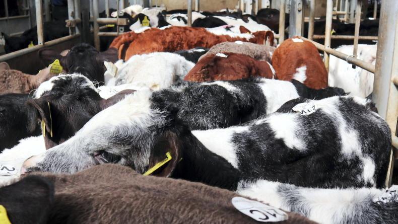 Prices soften as calf numbers remain over 2,400 in Bandon 