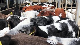 Prices soften as calf numbers remain over 2,400 in Bandon 