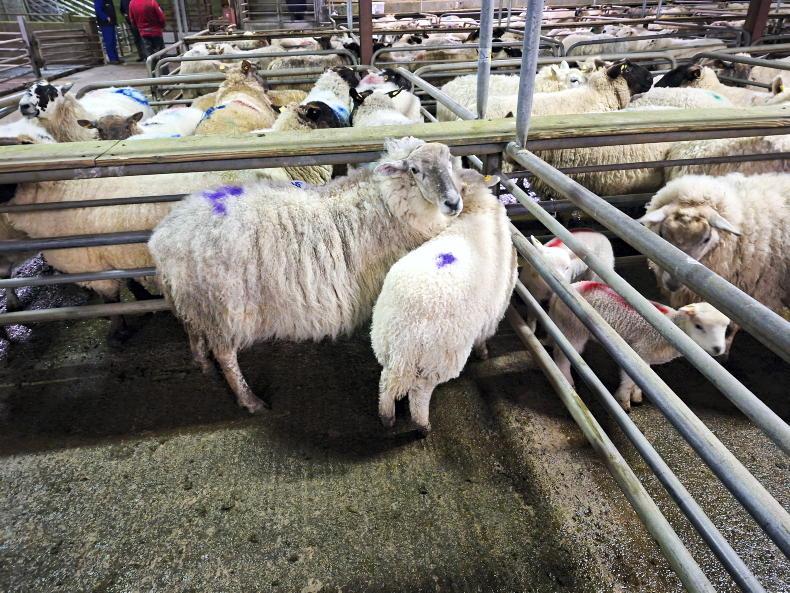 Camera at the Mart: hogget numbers up in Elphin this week 