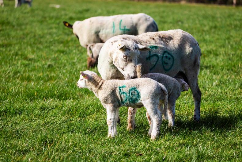 Lambing kicked off on Tullamore farm