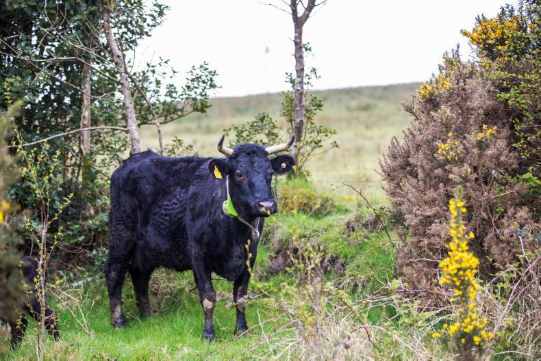 Virtual fencing to be considered in any future TAMS review