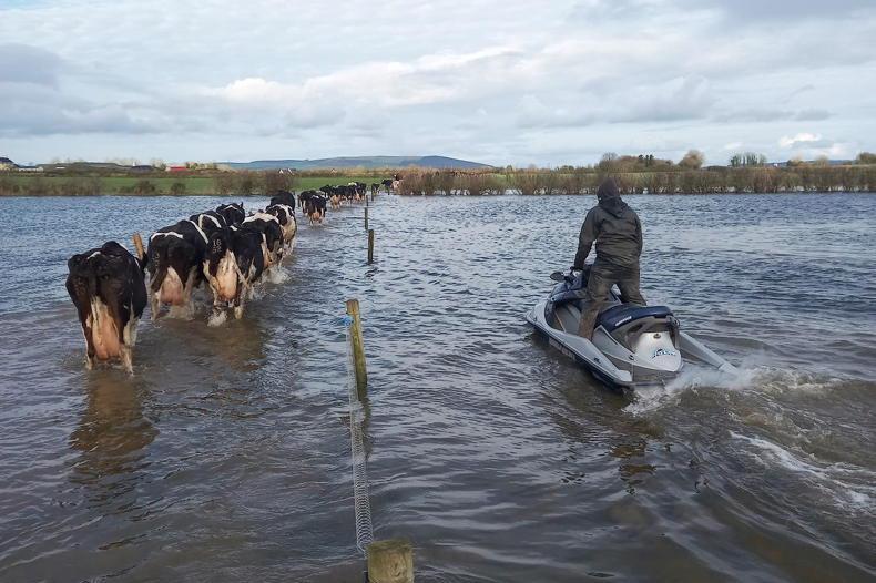 Farmer uses jet ski to bring cows in for milking through flooded field