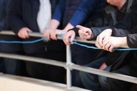 Calf price update: export demand raises Friesian bull calf price