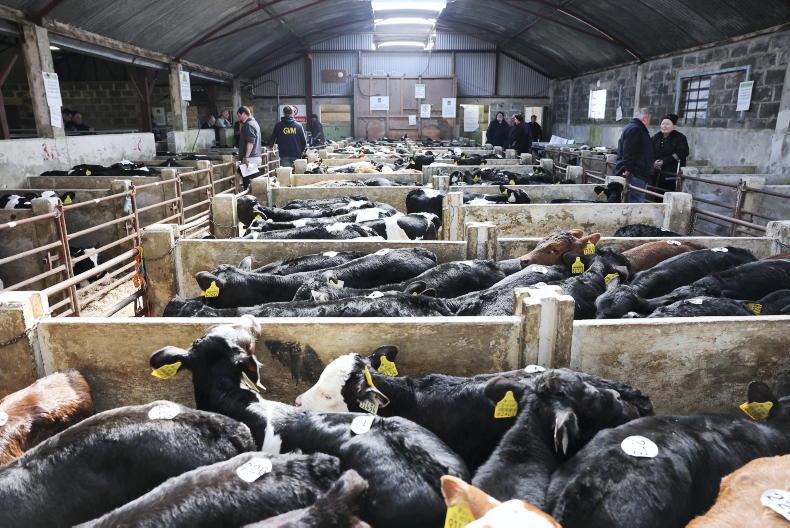 Farmers drive calf trade in Drumcollogher