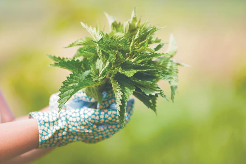 Gardening with Kitty: weeds that will work for you