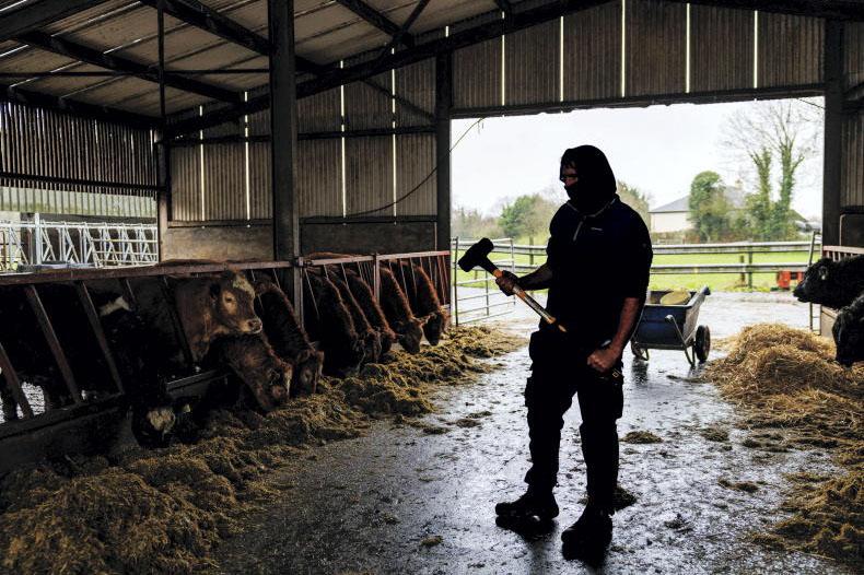Farmers 'forced to sell cattle' to pay drug debts amid rising rural crime 