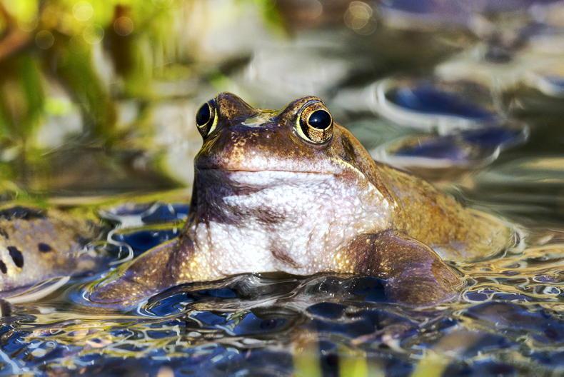 Folklore: ‘frog-in-the-mouth’ the most extraordinary Irish folk remedy