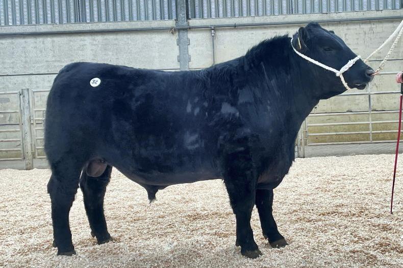 Watch: dairy farmers drive demand in Kilkenny bull sale opener