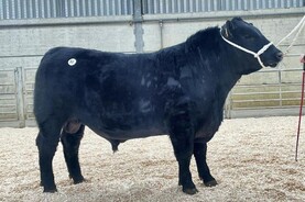 Watch: dairy farmers drive demand in Kilkenny bull sale opener