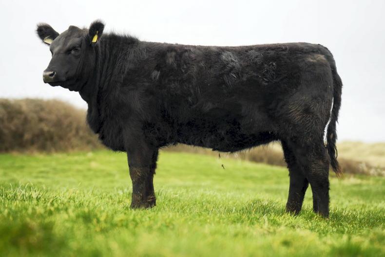 Masreagh Angus poised for online sale