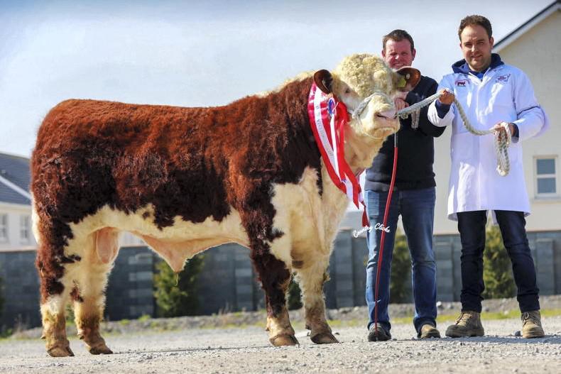 Sticky trade for Hereford bulls in Tullamore