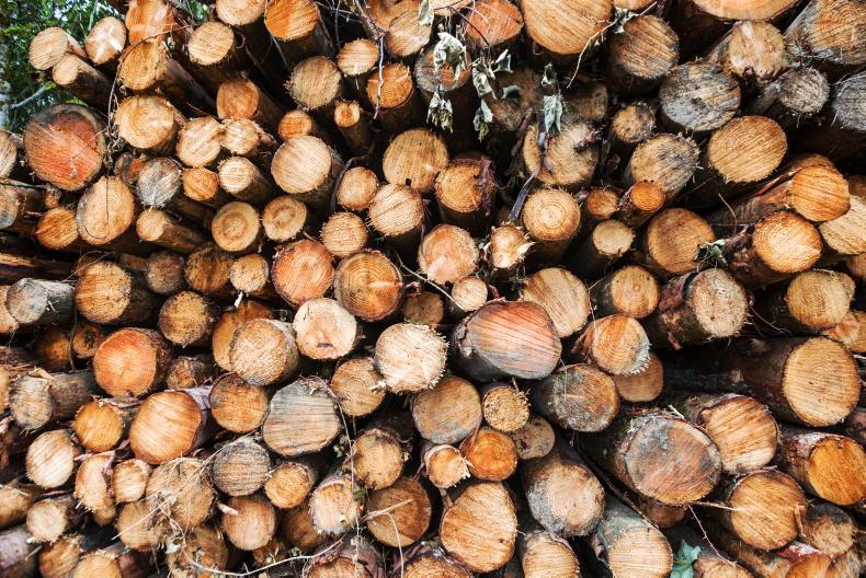 Key factors in Ireland's forestry sector 