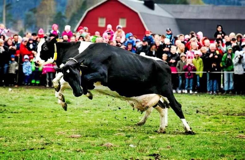 Thousands expected at spring cow turn-out on Swedish farms