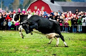 Thousands expected at spring cow turn-out on Swedish farms