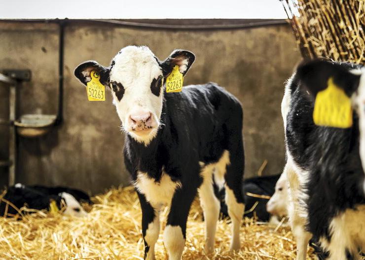 Calf care series week six: good rearing principles and weaning tips