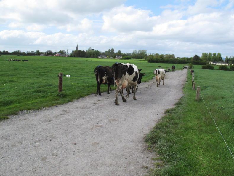 A new dawn for Solohead Farm   