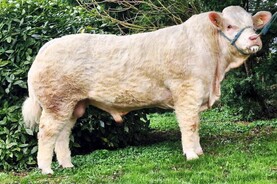 Watch: exhilarating trade for Charolais bulls in Elphin