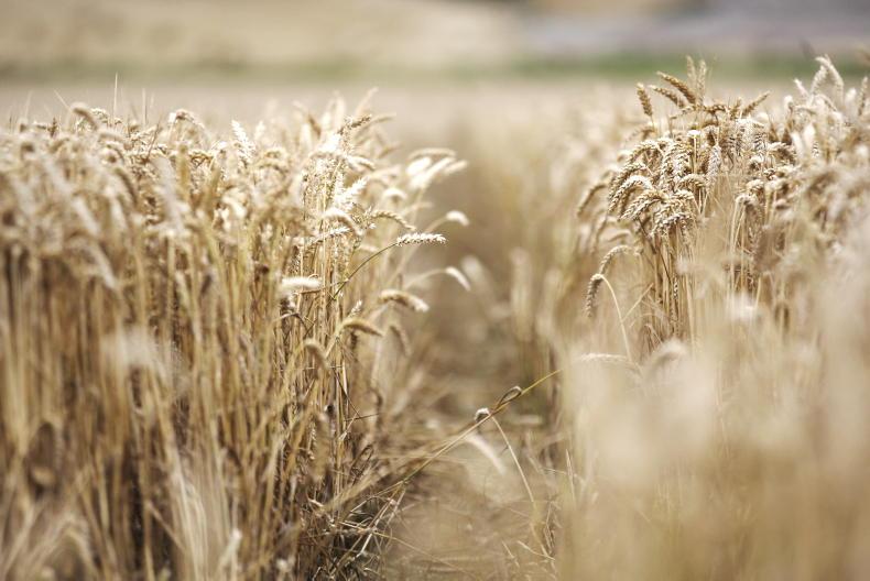 Minister Heydon announces €29.1m of payments to tillage farmers