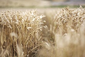 Minister Heydon announces €29.1m of payments to tillage farmers