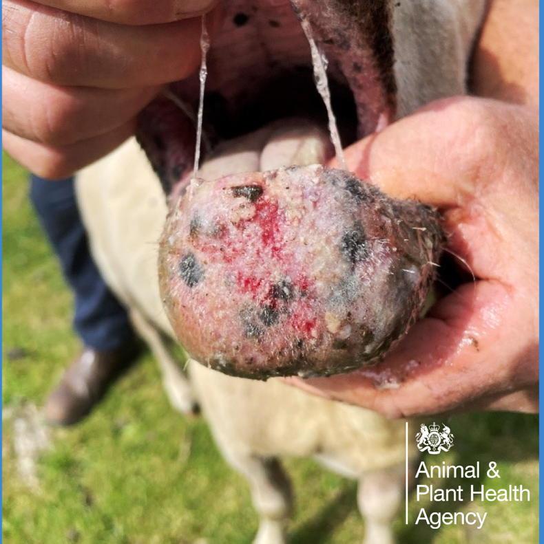 Bluetongue vaccination an option in 2026 beef and sheep welfare schemes