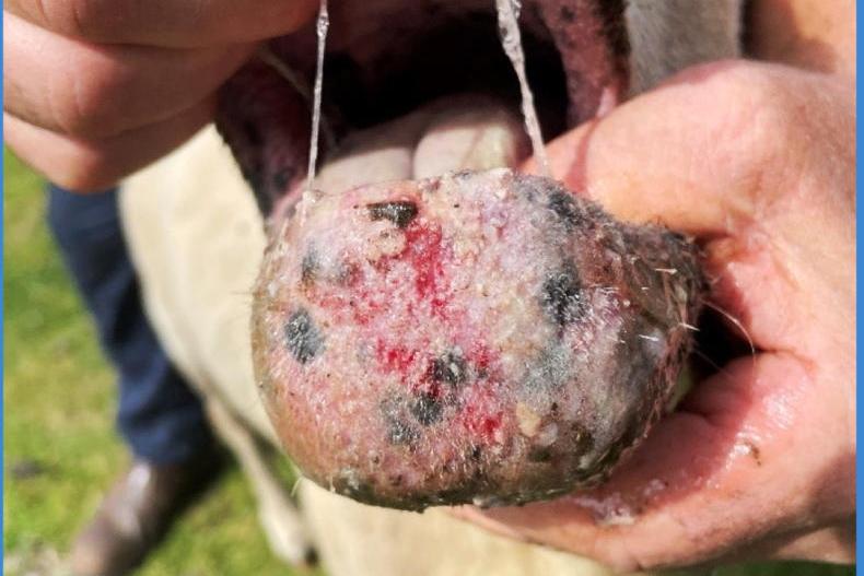 Bluetongue vaccination an option in 2026 beef and sheep welfare schemes