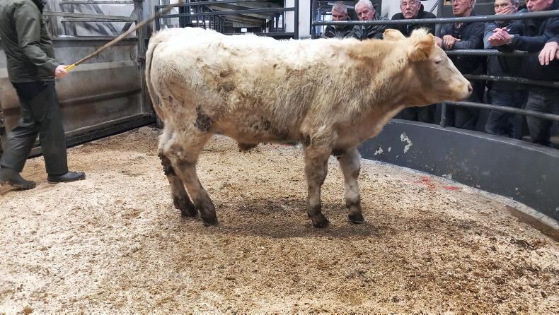 Lively trade for weanlings at Swatragh