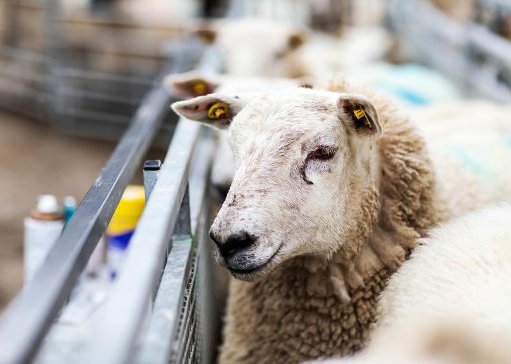 Bluetongue vaccination added to sheep and beef schemes