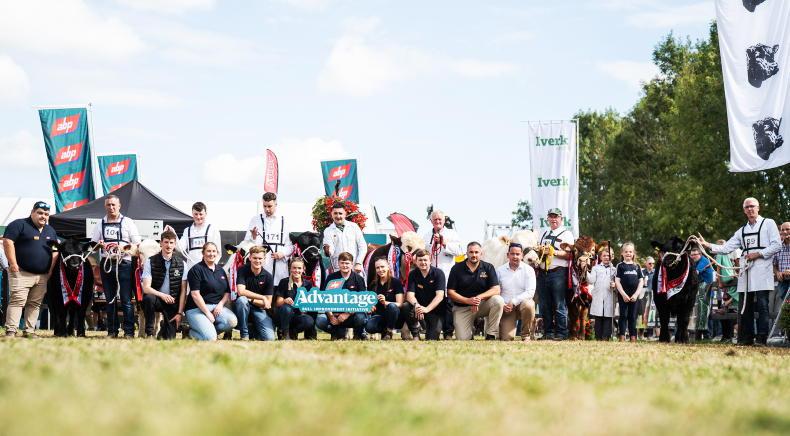 €37,700 prize fund for ABP Beef Bulls of the Future Championships at Iverk Show