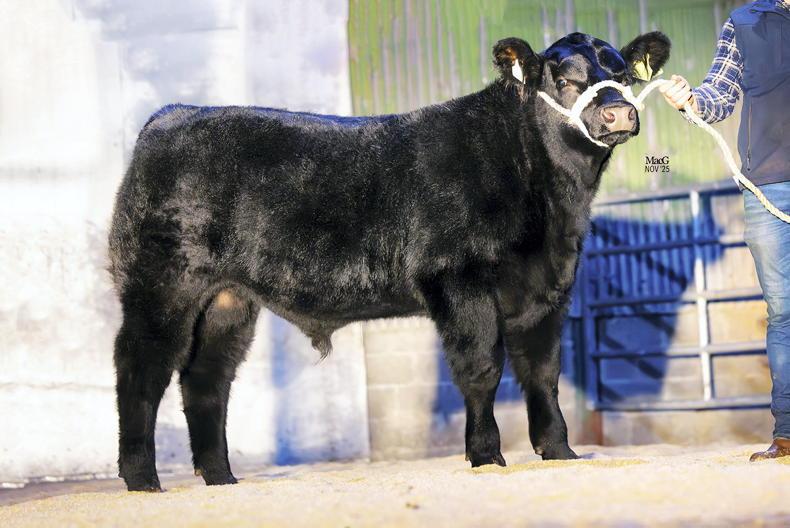 Angus bulls average €5,892 in online Liss auction