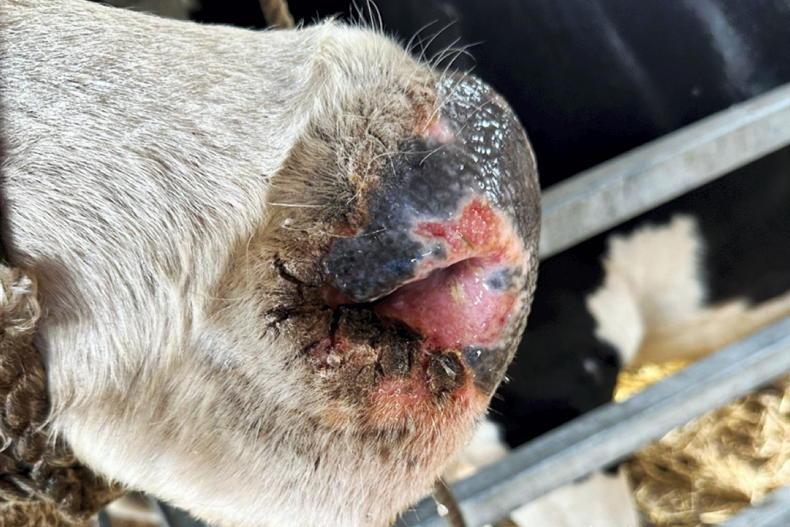 Bluetongue found in Monaghan animal slaughtered last November