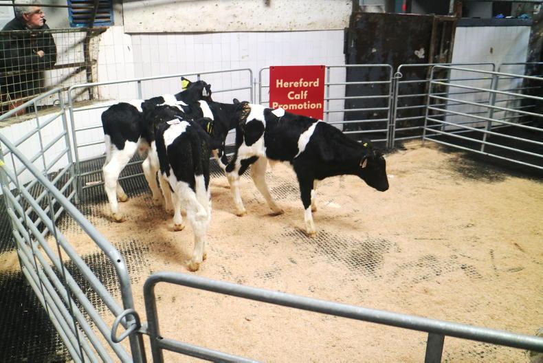 Camera at the Mart: 100% clearance at Birr calf sale