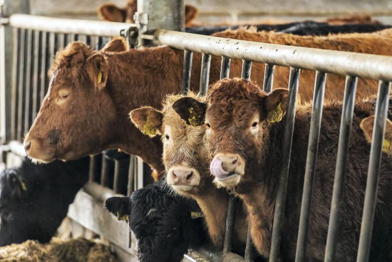 Beef Management: reseeding, slurry application and supplementing 
