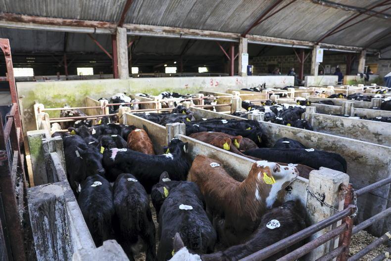 Calf prices ease amid peak numbers
