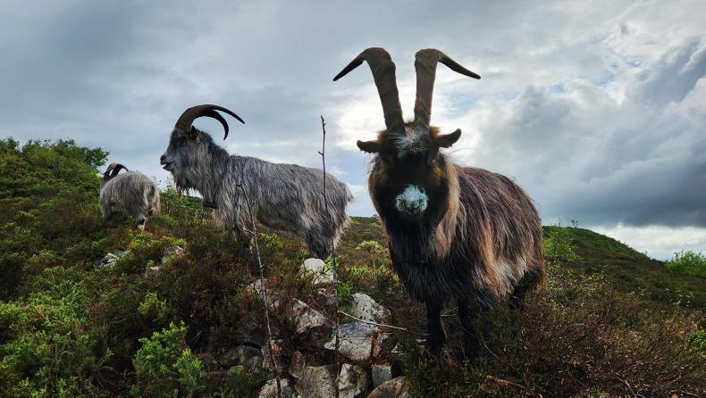 Putting goats back on the hills